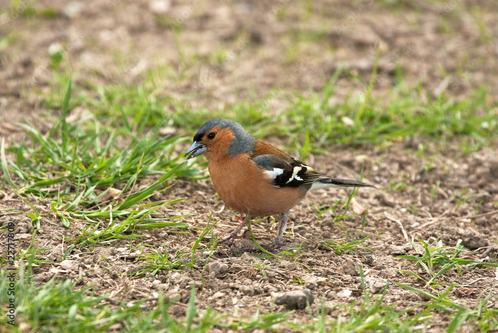 chaffinch with seeds in his beak chaffinch with seeds in his beak