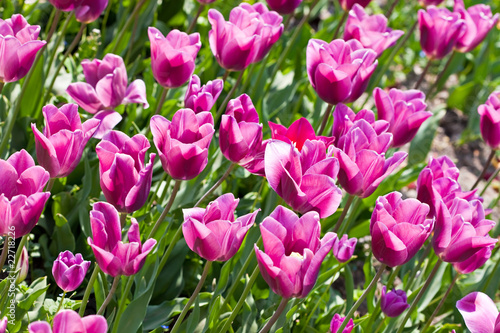 Lots of pink tulips