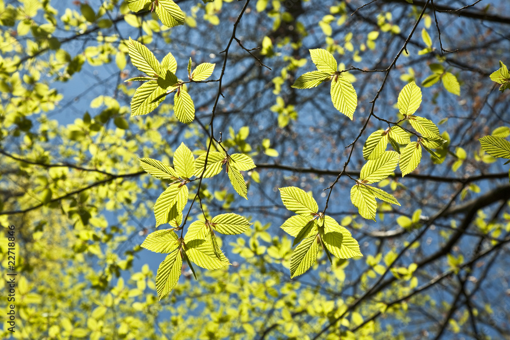 leaves at a branch of the tree leaves at a branch of the tree