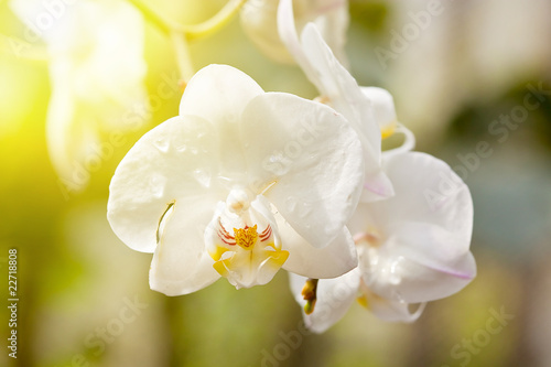 White orchids in bloom in a summer garden