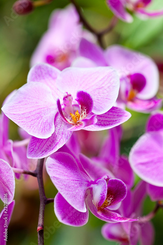 Purple orchid