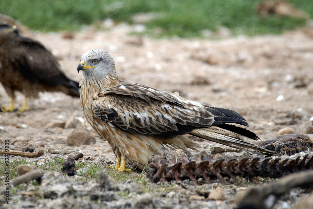 Fototapeta premium Milano