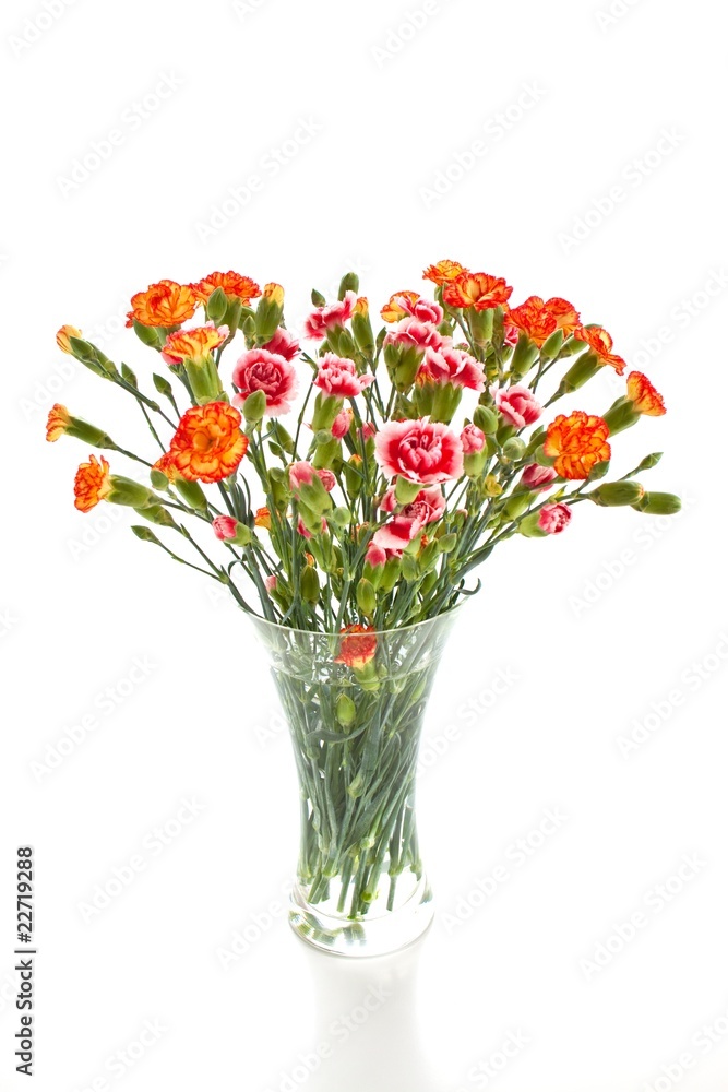 Obraz premium carnations