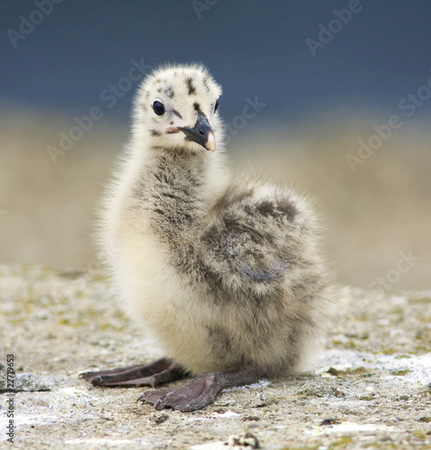 фотографія Yellow-legged Gull (Larus michahellis) chick on the rock