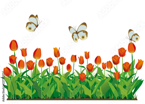 Prato di tulipani rossi con farfalle
