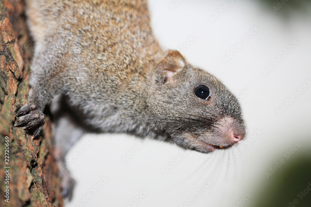 Obraz premium Little cute squirrel on tree branch .