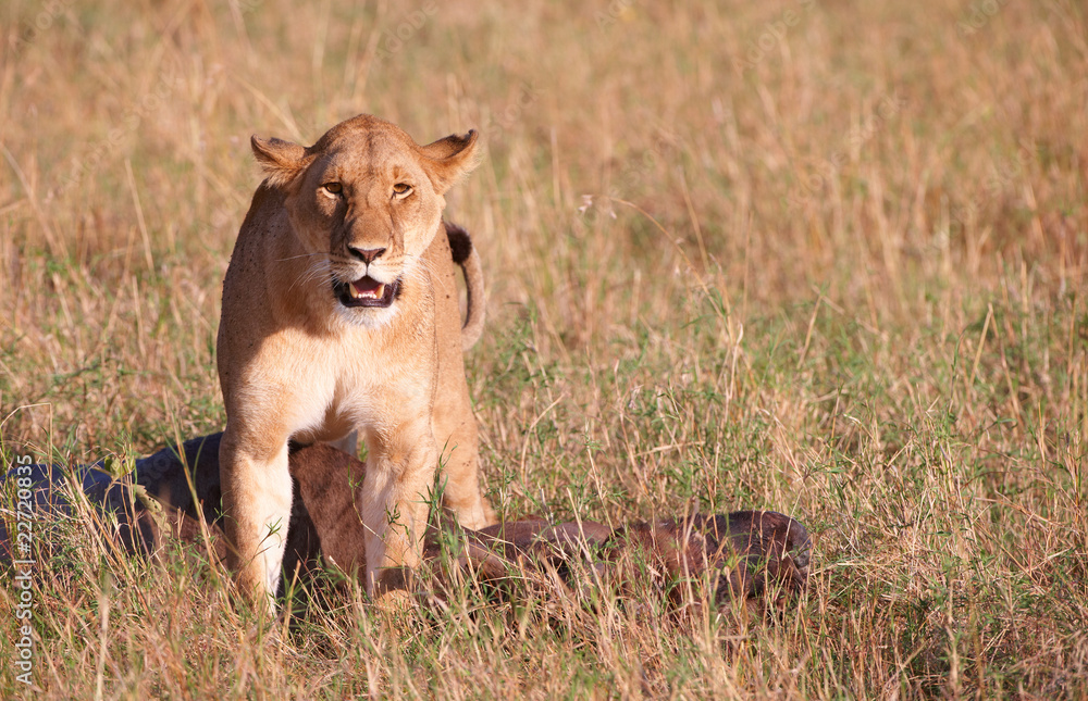Single female Lion (panthera leo) in savannah Single female Lion (panthera leo) in savannah