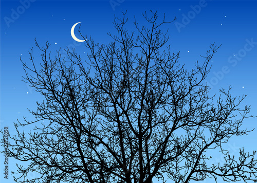 Branches in the night sky