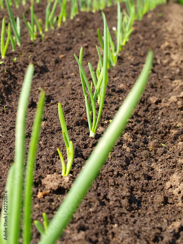 The young, green onion beds.