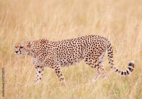 Cheetah (Acinonyx jubatus) in savannah © Hedrus