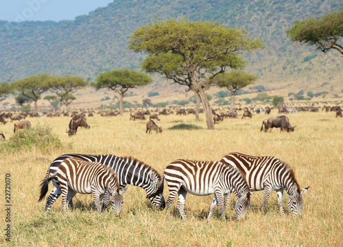 Herd of zebras  African Equids  and Blue Wildebeest  Connochaete