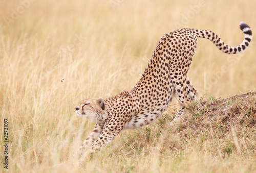 Cheetah (Acinonyx jubatus) in savannah