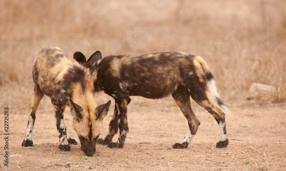 Naklejka premium Couple of African Wild Dogs (Lycaon pictus)