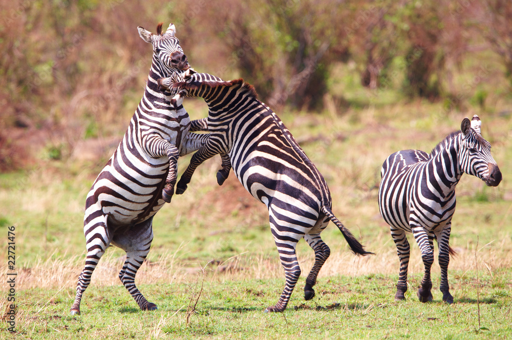 Obraz premium Herd of zebras (African Equids)
