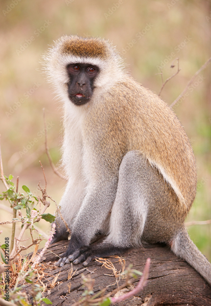 Black-faced vervet monkey (Chlorocebus pygerythrus) Black-faced vervet monkey (Chlorocebus pygerythrus)