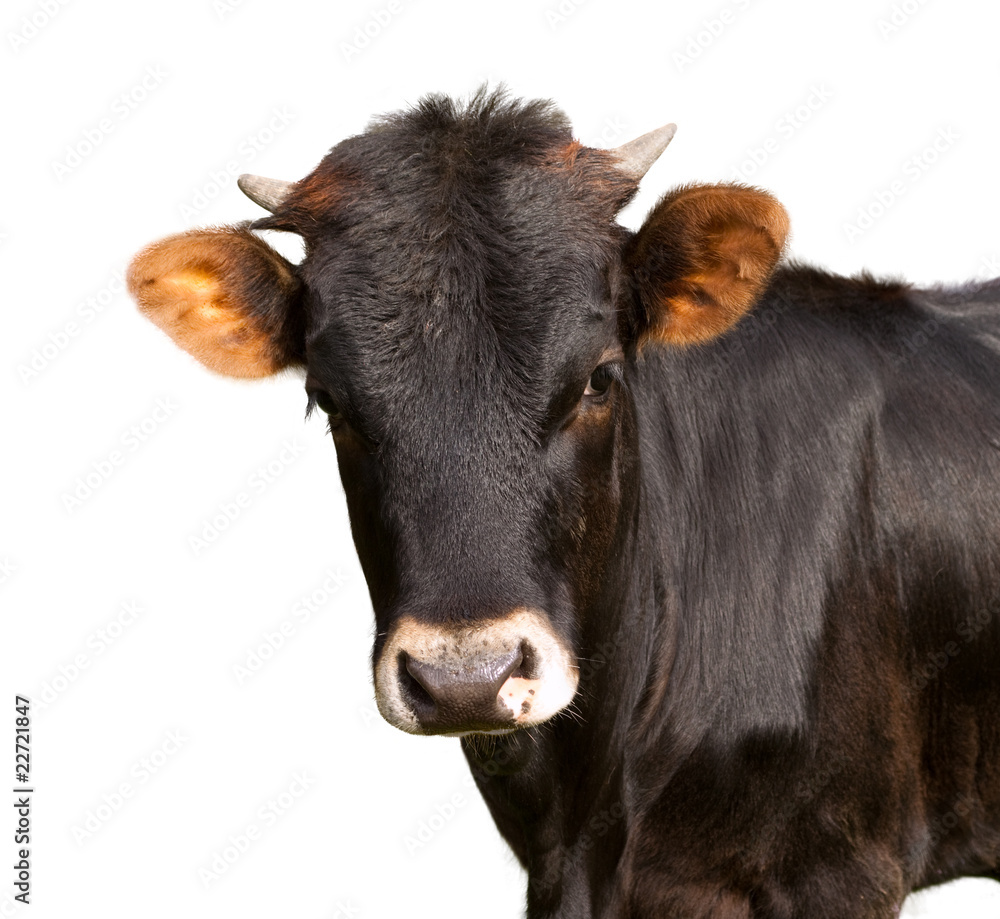black calf with white background black calf with white background