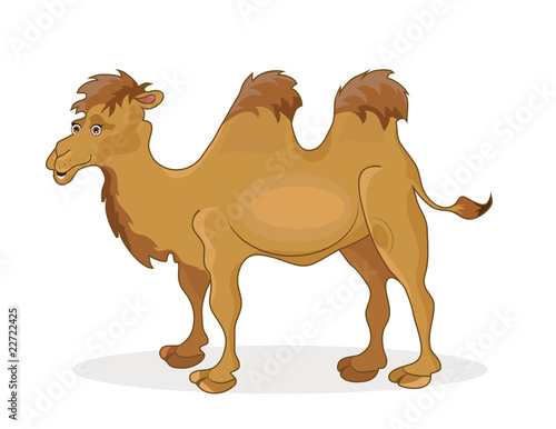 funny camel