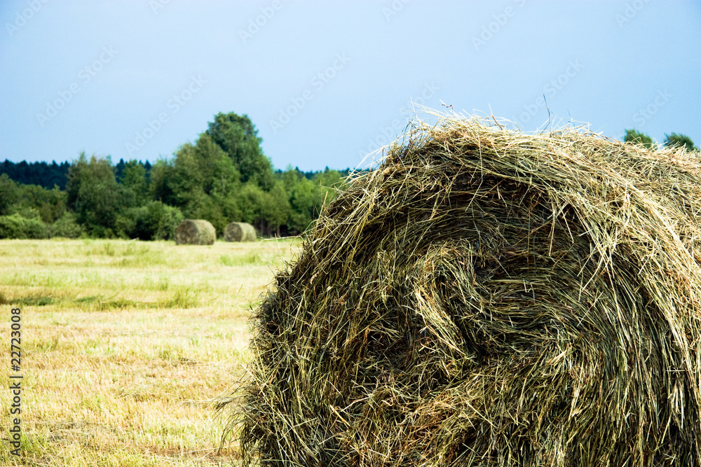 Hay stacks on the field | Summer rural landscape Hay stacks on the field | Summer rural landscape