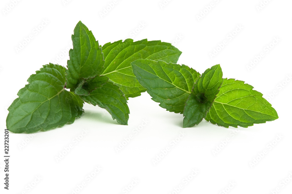 Pfefferminze - Mentha x piperita Pfefferminze - Mentha x piperita