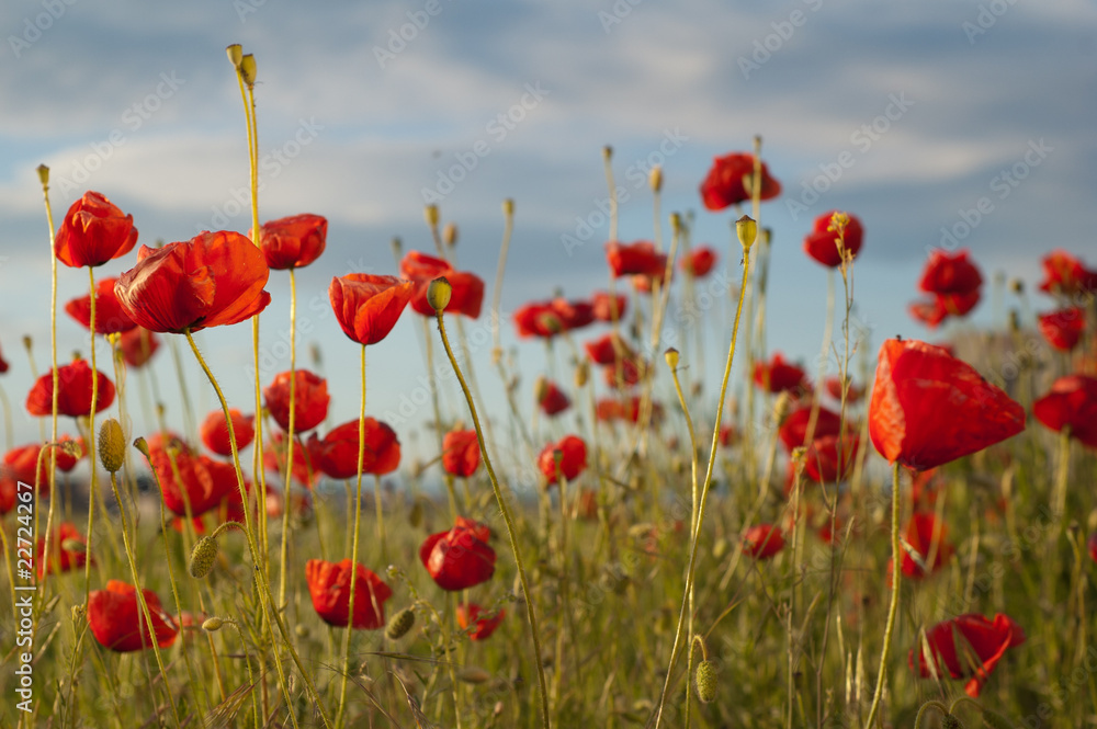 Naklejka premium Poppies