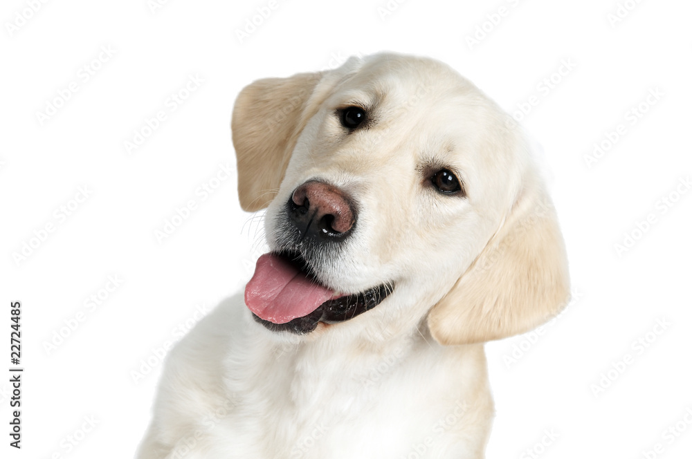 golden purebread retriever dog