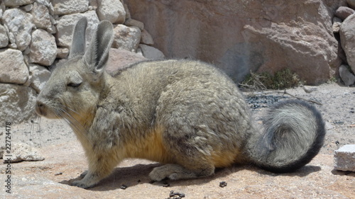 Viscacha
