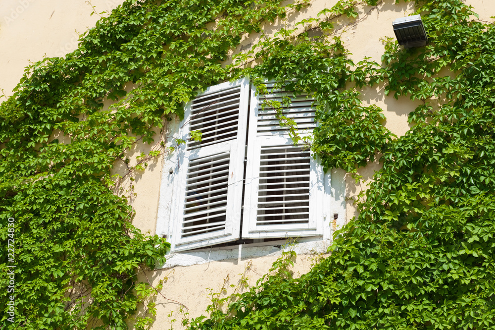 Ivied window covered with white shutters in Mediterranean style Ivied window covered with white shutters in Mediterranean style