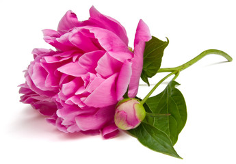 Papier peint photo Pivoines Pivoine blanche isolée fond neutre  © Melinda Fawver