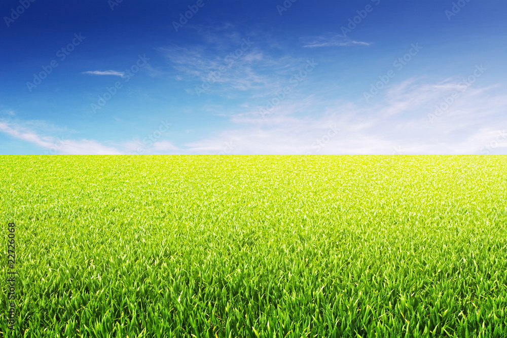 Fototapeta premium grüne landschaft