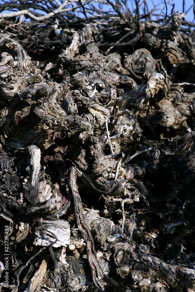 Aged dried vineyard stacked trunk firewood