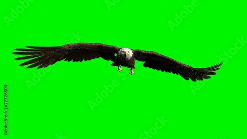american bald eagle hunting flying chroma key green
