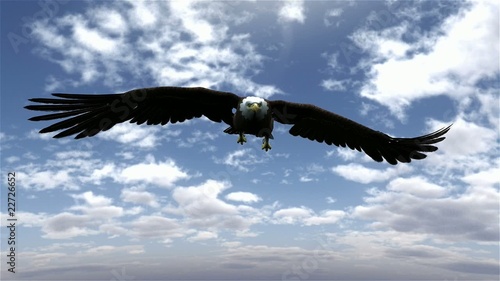american bald eagle hunting flying in a blue sky