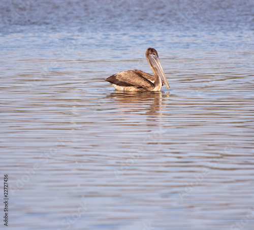 Wallpaper Mural Pelícano pardo flotando en el agua Torontodigital.ca