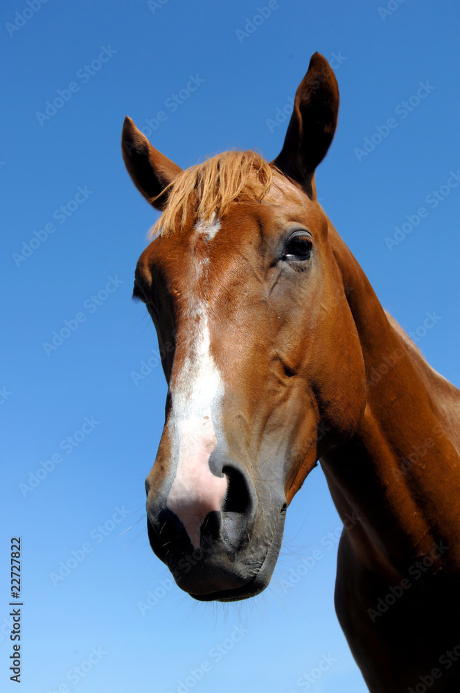 Obraz premium Animal Close up