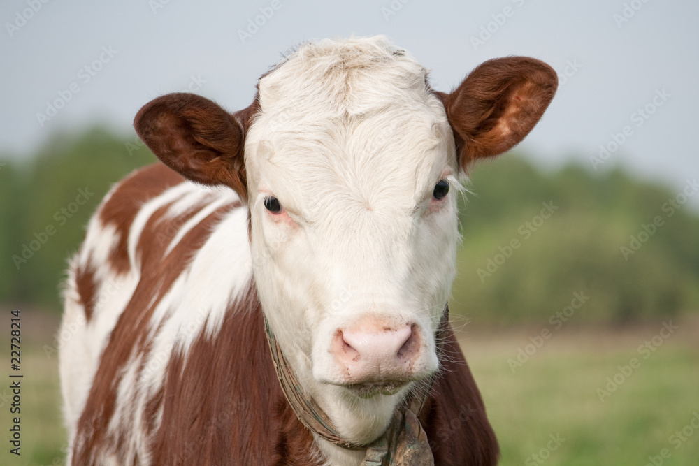 Cow calf