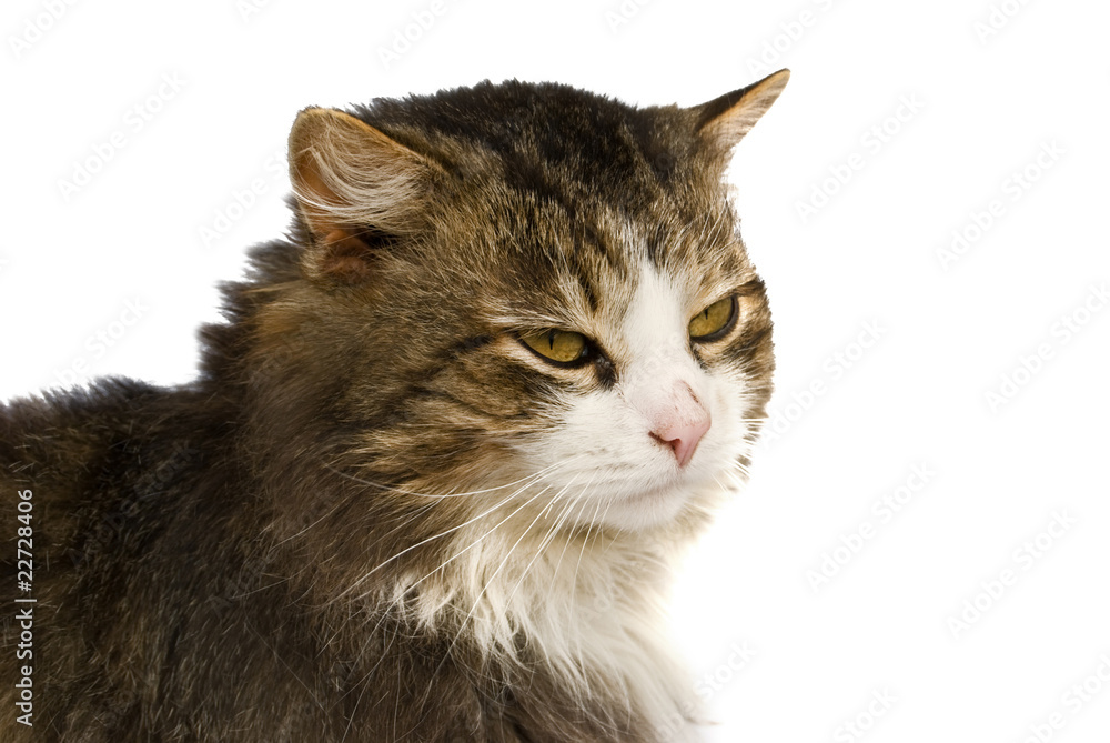 Fototapeta premium cat