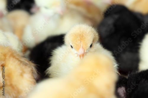 poussin jaune parmi ses congénères photo