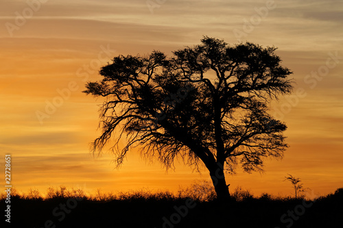 African sunset with silhouetted tree © EcoView