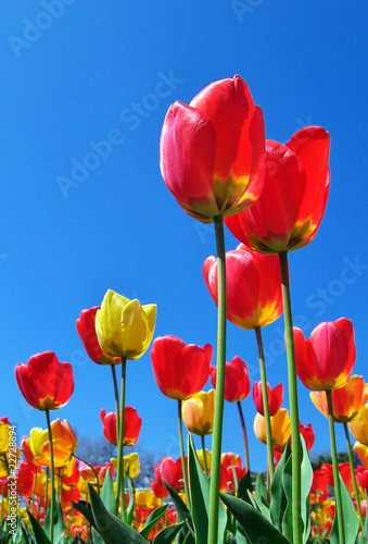 Tulips and sky