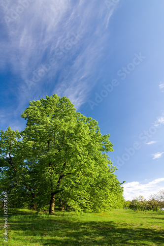 Green lime tree and blue sky - fresh spring motive
