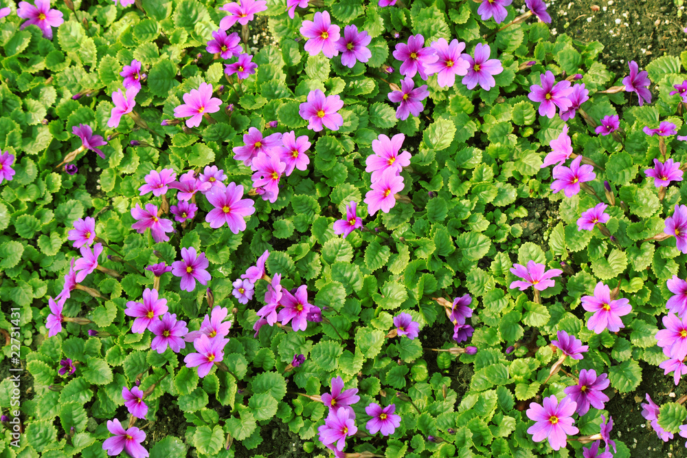 Fototapeta premium Bed of primroses.