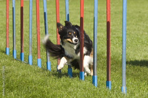 Border Collie zwischen Slalomstangen photo