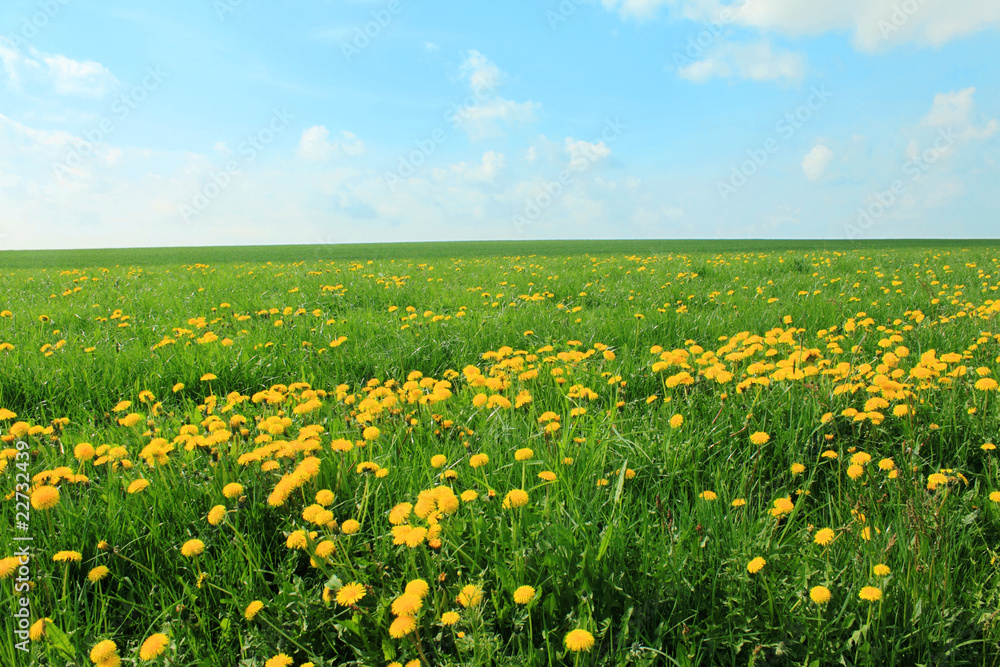 dandelion meadow and blue sky
