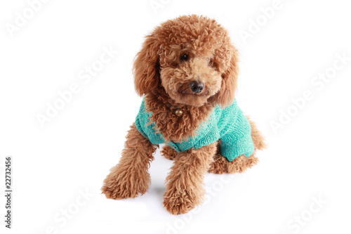 toy poodle © chungking