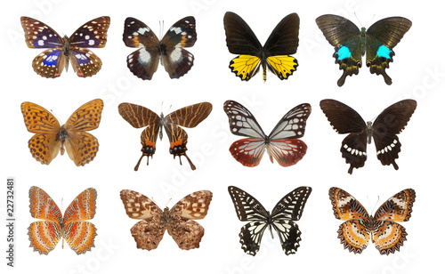 butterfly collection © defun