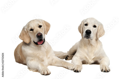 pair of golden retriever dog