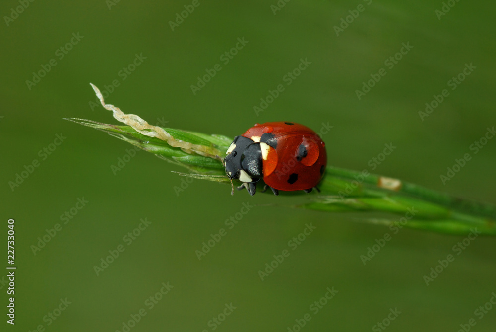 Fototapeta premium morning, the ladybird
