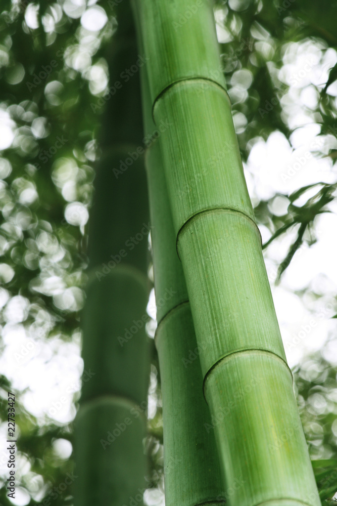 Fototapeta premium green bamboo
