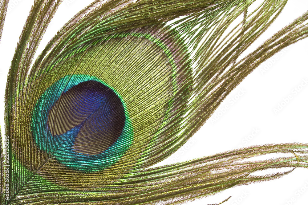 Obraz premium Peacock feather detail