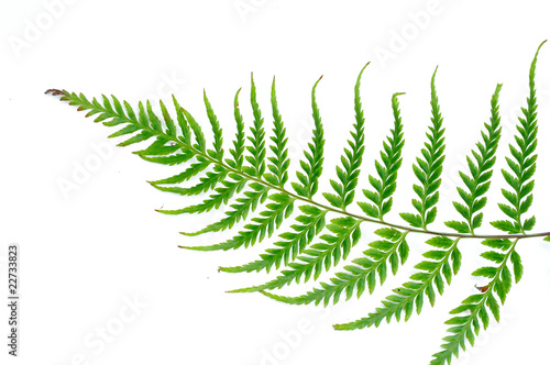 fern leaf